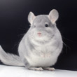 blue diamond chinchilla photos photographs pictures images